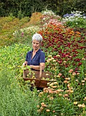 GREEN & GORGEOUS FLOWERS, OXFORDSHIRE: SEPTEMBER, RACHEL SIEGFRIED CUTS THE SEEDHEADS OF CERINTHE MAJOR PURPURESCENS