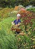 GREEN & GORGEOUS FLOWERS, OXFORDSHIRE: SEPTEMBER, RACHEL SIEGFRIED CUTS THE SEEDHEADS OF CERINTHE MAJOR PURPURESCENS