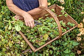 GREEN & GORGEOUS FLOWERS, OXFORDSHIRE: SEPTEMBER, RACHEL SIEGFRIED CUTS THE SEEDHEADS OF CERINTHE MAJOR PURPURESCENS AND PLACES THEM IN A TRUG, WOODEN BASKET