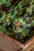 GREEN & GORGEOUS FLOWERS, OXFORDSHIRE: SEPTEMBER, THE SEEDHEADS OF CERINTHE MAJOR PURPURESCENS IN A TRUG, WOODEN BASKET