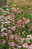 GREEN & GORGEOUS FLOWERS, OXFORDSHIRE: SEPTEMBER, ACHILLEA SUMMER PASTELS AND DIANTHUS CARTHUSIANORUM