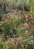 GREEN & GORGEOUS FLOWERS, OXFORDSHIRE: SEPTEMBER, ACHILLEA SUMMER PASTELS AND DIANTHUS CARTHUSIANORUM