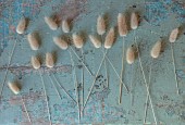 GREEN & GORGEOUS FLOWERS, OXFORDSHIRE: STILL LIFE OF THE FLUFFY SEED HEADS OF LAGURUS OVATUS, HARES TAIL GRASS