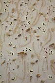 GREEN & GORGEOUS FLOWERS, OXFORDSHIRE: FLAT LAY BY RACHEL SIEGFRIED, SEED HEADS OF LUNARIA CORFU BLUE, ORLAYA GRANDIFLORA, LAGURUS OVATUS, LEPIDIUM, BUPLEURUM, PAPAVER