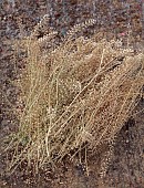 GREEN & GORGEOUS FLOWERS, OXFORDSHIRE: SEPTEMBER, SEED HEADS OF LEPIDIUM EMERALD BEADS, HARDY ANNUAL