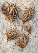 GREEN & GORGEOUS FLOWERS, OXFORDSHIRE: SEPTEMBER, SEED HEADS OF DAUCUS CAROTA DARA, ANNUALS