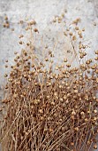 GREEN & GORGEOUS FLOWERS, OXFORDSHIRE: SEPTEMBER, SEED HEADS OF BUBBLE FLAX, LINUM USITATISSIMUM, ANNUALS