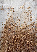 GREEN & GORGEOUS FLOWERS, OXFORDSHIRE: SEPTEMBER, SEED HEADS OF BUBBLE FLAX, LINUM USITATISSIMUM, ANNUALS