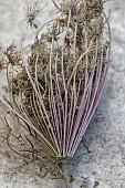 GREEN & GORGEOUS FLOWERS, OXFORDSHIRE: SEPTEMBER, SEED HEADS OF DAUCUS CAROTA DARA, ANNUALS