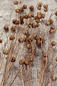 GREEN & GORGEOUS FLOWERS, OXFORDSHIRE: SEPTEMBER, SEED HEADS OF BUBBLE FLAX, LINUM USITATISSIMUM, ANNUALS