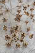GREEN & GORGEOUS FLOWERS, OXFORDSHIRE: SEPTEMBER, SEED HEADS OF ORLAYA GRANDIFLORA, ANNUALS