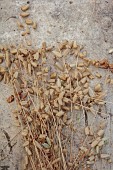 GREEN & GORGEOUS FLOWERS, OXFORDSHIRE: SEPTEMBER, SEED HEADS OF GRASS, BRIZA MAXIMA, ANNUALS