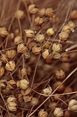 GREEN & GORGEOUS FLOWERS, OXFORDSHIRE: SEPTEMBER, SEED HEADS OF BUBBLE FLAX, LINUM USITATISSIMUM, ANNUALS