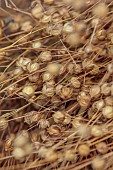 GREEN & GORGEOUS FLOWERS, OXFORDSHIRE: SEPTEMBER, SEED HEADS OF BUBBLE FLAX, LINUM USITATISSIMUM, ANNUALS