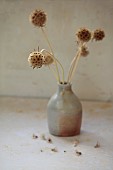 GREEN & GORGEOUS FLOWERS, OXFORDSHIRE: SEPTEMBER, SEED HEADS OF SCABIOSA ARRANGED IN CONTAINER BY RACHEL SIEGFRIED, ANNUALS