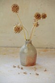 GREEN & GORGEOUS FLOWERS, OXFORDSHIRE: SEPTEMBER, SEED HEADS OF SCABIOSA ARRANGED IN CONTAINER BY RACHEL SIEGFRIED, ANNUALS