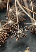 GREEN & GORGEOUS FLOWERS, OXFORDSHIRE: SEPTEMBER, SEED HEADS OF FLORISTS DILL, ANNUALS