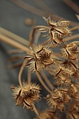 GREEN & GORGEOUS FLOWERS, OXFORDSHIRE: SEPTEMBER, SEED HEADS OF ORLAYA GRANDIFLORA, ANNUALS