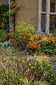 FRANT GARDEN, CHRIS BROWN: BORDER, CIRSIUM RIVULARE, PERSICARIA ALBA, ACHILLEA CLOTH OF GOLD, HELIOPSIS SUMMER NIGHTS, FENNEL, ECHINACEA HULA DANCER, AGASTACHE BLACK ADDER