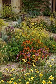 FRANT GARDEN, CHRIS BROWN: BORDER, CIRSIUM RIVULARE, BIDENS AUREA HANNAYS LEMON DROP, HELENIUM SAHINS EARLY FLOWERER, AGASTACHE BLACK ADDER, FENNEL, VERBENA BONARIENSIS