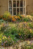 FRANT GARDEN, CHRIS BROWN: BORDER, CIRSIUM RIVULARE, PERSICARIA ALBA, ACHILLEA CLOTH OF GOLD, HELIOPSIS SUMMER NIGHTS, FENNEL, ECHINACEA HULA DANCER, AGASTACHE BLACK ADDER