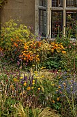 FRANT GARDEN, CHRIS BROWN: BORDER, CIRSIUM RIVULARE, PERSICARIA ALBA, ACHILLEA CLOTH OF GOLD, HELIOPSIS SUMMER NIGHTS, FENNEL, ECHINACEA HULA DANCER, AGASTACHE BLACK ADDER
