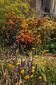 FRANT GARDEN, CHRIS BROWN: BORDER, VERBENA BONARIENSIS, ACHILLEA CLOTH OF GOLD, HELIOPSIS SUMMER NIGHTS, FENNEL, AGASTACHE BLACK ADDER