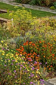 FRANT GARDEN, CHRIS BROWN: BORDER, CIRSIUM RIVULARE, BIDENS AUREA HANNAYS LEMON DROP, HELENIUM SAHINS EARLY FLOWERER, AGASTACHE BLACK ADDER, FENNEL, VERBENA BONARIENSIS