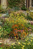 FRANT GARDEN, CHRIS BROWN: BORDER, CIRSIUM RIVULARE, BIDENS AUREA HANNAYS LEMON DROP, HELENIUM SAHINS EARLY FLOWERER, AGASTACHE BLACK ADDER, FENNEL, VERBENA BONARIENSIS