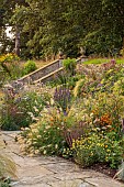 FRANT GARDEN, CHRIS BROWN: BORDERS, STEPS, PENNISETUM VILLOSUM, FENNEL, AGASTACHE BLACK ADDER, GAURA, ERYNGIUM, HELIOPSIS SUMMER NIGHTS