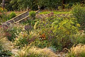 FRANT GARDEN, CHRIS BROWN: STEPS, AGASTACHE BLACK ADDER, GERANIUM ROZANNE, NASELLA TENUISSIMA, EUPATORIUM ATROPURPUREUM, FENNEL, PENNISETUM VILLOSUM, HELIOPSIS SUMMER NIGHTS