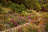 FRANT GARDEN, CHRIS BROWN: BORDERS, VERBENA BONARIENSIS, ECHINACEA PALLIDA, FENNEL, HELENIUM SAHINS EARLY FLOWERER, HELIOPSIS SUMMER NIGHTS
