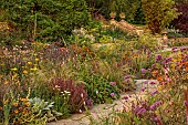 FRANT GARDEN, CHRIS BROWN: BORDERS, VERBENA BONARIENSIS, ECHINACEA PALLIDA, FENNEL, HELENIUM SAHINS EARLY FLOWERER, HELIOPSIS SUMMER NIGHTS