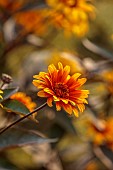 FRANT GARDEN, CHRIS BROWN: ORANGE FLOWERS, BLOOMS OF HELIOPSIS HELIANTHOIDES VAR SCABRA SUMMER NIGHTS, PERENNIALS