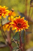 FRANT GARDEN, CHRIS BROWN: ORANGE FLOWERS, BLOOMS OF HELIOPSIS HELIANTHOIDES VAR SCABRA SUMMER NIGHTS, PERENNIALS