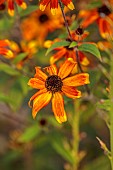 FRANT GARDEN, CHRIS BROWN: ORANGE, YELLOW FLOWERS, BLOOMS OF RUDBECKIA TRILOBA PRAIRIE GLOW, PERENNIALS