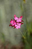 FRANT GARDEN, CHRIS BROWN: PINK FLOWERS, BLOOMS OF PINK, DIANTHUS CARTHUSIANORUM, PERENNIALS