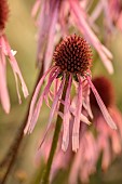 FRANT GARDEN, CHRIS BROWN: PALE PINK FLOWERS, BLOOMS OF ECHINACEA PALLIDA, PERENNIALS