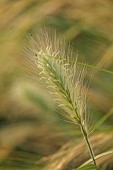 FRANT GARDEN, CHRIS BROWN: FLOWERS, BLOOMS OF PENNISETUM VILLOSUM, PERENNIALS, GRASSES