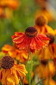 FRANT GARDEN, CHRIS BROWN: ORANGE FLOWERS, BLOOMS OF HELENIUM SAHINS EARLY FLOWERER, PERENNIALS