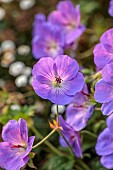 FRANT GARDEN, CHRIS BROWN: BLUE, PURPLE FLOWERS, BLOOMS OF GERANIUM ROZANNE, PERENNIALS