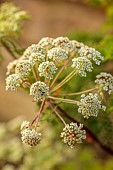 FRANT GARDEN, CHRIS BROWN: WHITE FLOWERS, BLOOMS OF SELINUM WALLICHIANUM SYN. SELINUM TENUIFOLIUM, MILK PARSLEY, PERENNIALS