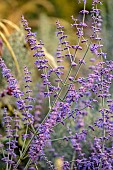 FRANT GARDEN, CHRIS BROWN: BLUE, PURPLE FLOWERS, BLOOMS OF PEROVSKIA ATRIPLICIFOLIA BLUE SPIRE, RUSSIAN SAGE, PERENNIALS