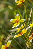 FRANT GARDEN, CHRIS BROWN: WHITE, YELLOW FLOWERS, BLOOMS OF BIDENS AUREA HANNAYS LEMON DROP, PERENNIALS