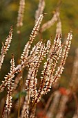 FRANT GARDEN, CHRIS BROWN: WHITE, PINK FLOWERS, BLOOMS OF PERSICARIA AMPLEXICAULIS ALBA, PERENNIALS