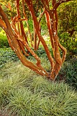 KNOLL GARDENS, DORSET: SEPTEMBER, BARK, TRUNK OF LUMA APICULATA, CAREX EVERGOLD, MYRTLES, GRASSES