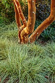 KNOLL GARDENS, DORSET: SEPTEMBER, BARK, TRUNK OF LUMA APICULATA, CAREX EVERGOLD, MYRTLES, GRASSES
