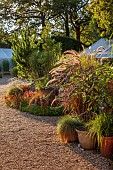 KNOLL GARDENS, DORSET: SEPTEMBER, CONTAINERS BESIDE GARDEN ENTRANCE PLANTED WITH GRASSES, PENNISETUM RUBRUM