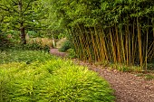 KNOLL GARDENS, DORSET: SEPTEMBER, PATH, HAKONECHLOA MACRA ALL GOLD, JAPANESE FOREST GRASS, BAMBOO, PHYLLOSTACHYS HENONIS, ORNAMENTAL GRASSES
