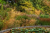 KNOLL GARDENS, DORSET: SEPTEMBER, THE DRAGON GARDEN, STIPA ALLGAU, ACNATHERUM ALLGAU, ORNAMENTAL GRASSES, PERENNIALS, POND, POOL, FOUNTAIN, WATERLILIES